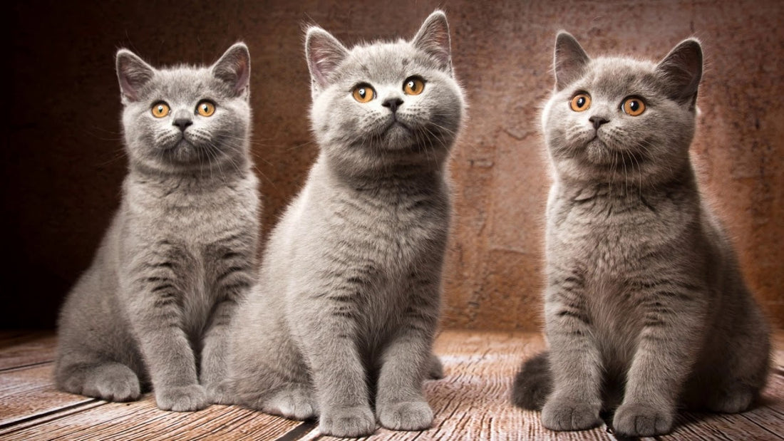 Kedi Taurin Takviyesi: Kediniz İçin Sağlıklı ve Güçlü Bir Seçim - Jorgen's Kennel