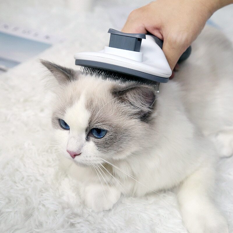 Kedi Tüy Dökülmesini Önlemek İçin En Etkili Yöntemler - Jorgen's Kennel