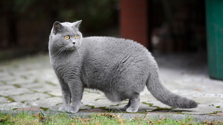 En İyi Kedi Vitamini Nedir? Jorgens Kennel Taurine Premium & Organik Kedi Multi Vitamini - Jorgen's Kennel