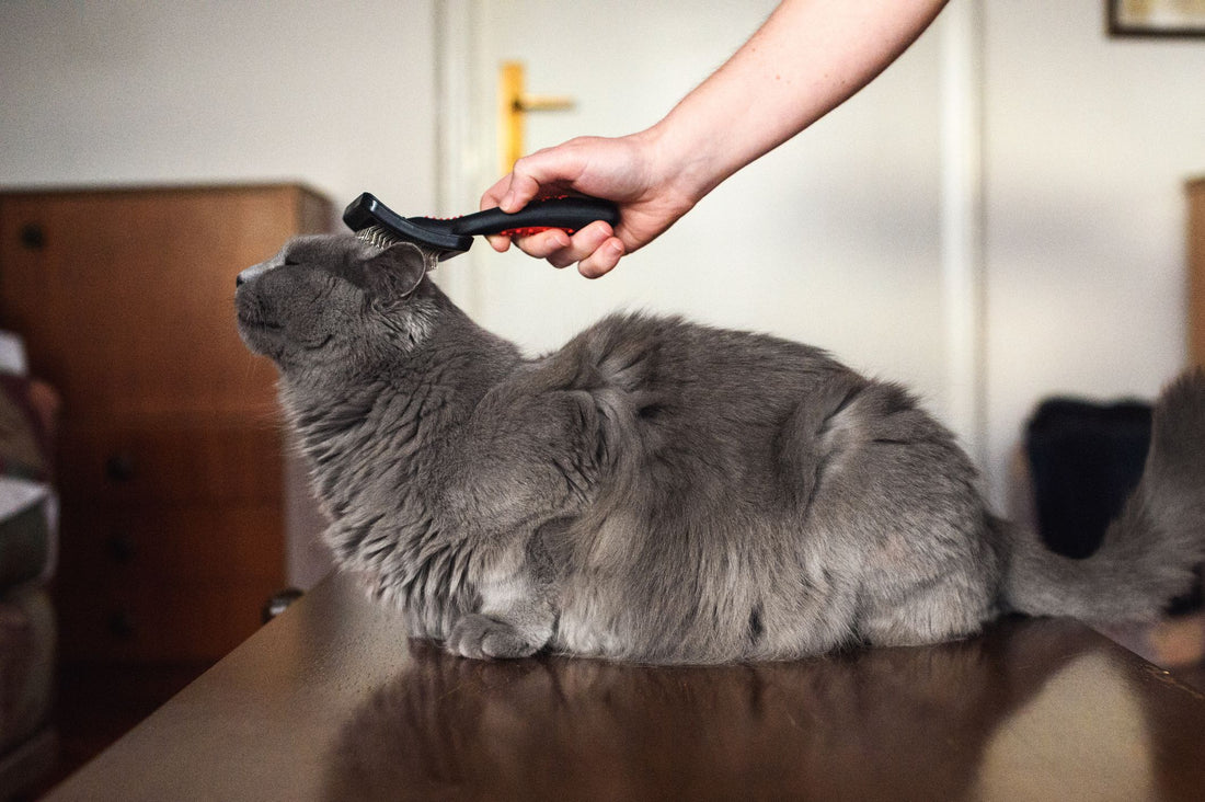 Kedi Tüyü Dökülmemesi İçin Hangi Vitaminler Faydalı? - Jorgen's Kennel