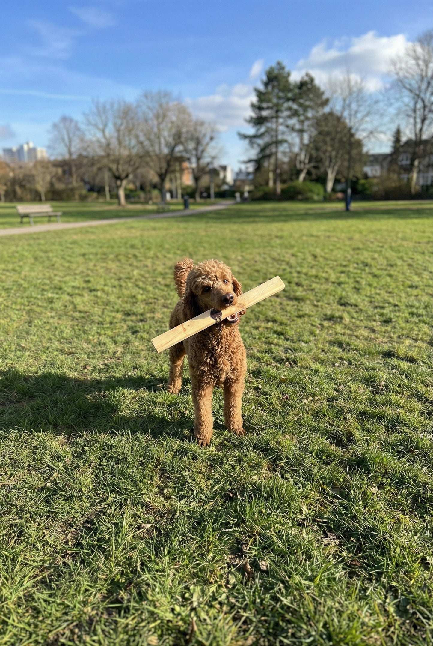 %100 Doğal Zeytin Ağacı Küçük Orta Büyük Irk Köpek Diş Kaşıma ve Kemirme Oyuncağı