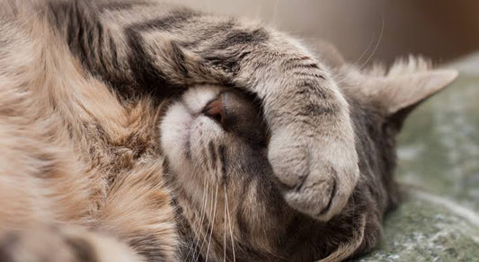 Hasta Olan Kedi Nasıl Anlaşılır? | Detaylı Rehber - Jorgen's Kennel