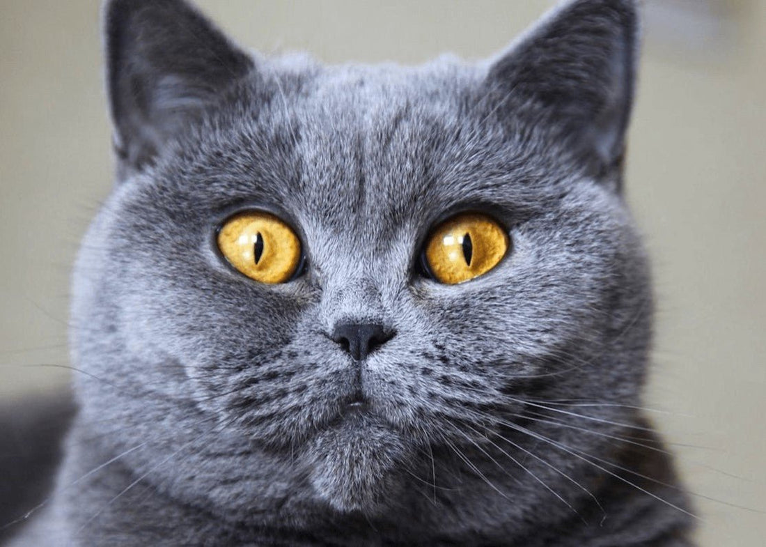 En İyi Kedi Tüy Dökülme Önleyici - Jorgen's Kennel