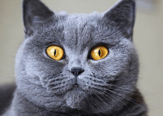 En İyi Kedi Tüy Dökülme Önleyici - Jorgen's Kennel