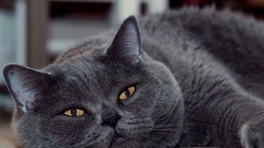 En İyi Kedi Tüy Dökülme Önleyici Damla - Jorgen's Kennel