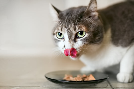 Kedi Tüy Dökülmesi Nasıl Önlenir? Tüy Döküm Önleyici Ürünler ve İpuçları - Jorgen's Kennel