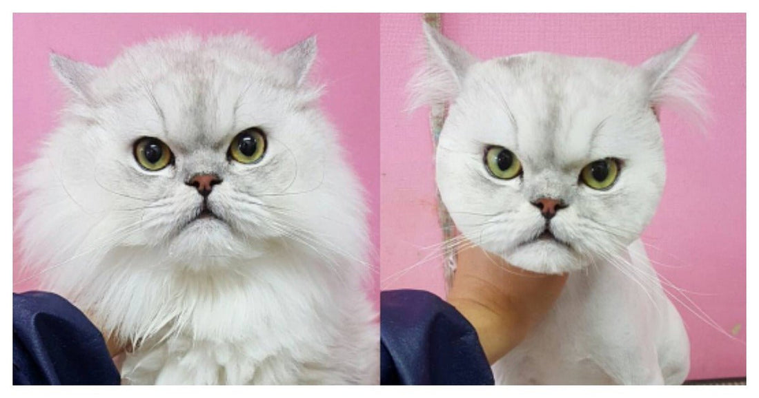 Kedi Tüy Toplayıcı: Kedinizin Tüylerini Kolayca Temizleyin! - Jorgen's Kennel