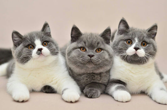 Kediler İçin En İyi Vitamin Hangisi? - Jorgen's Kennel