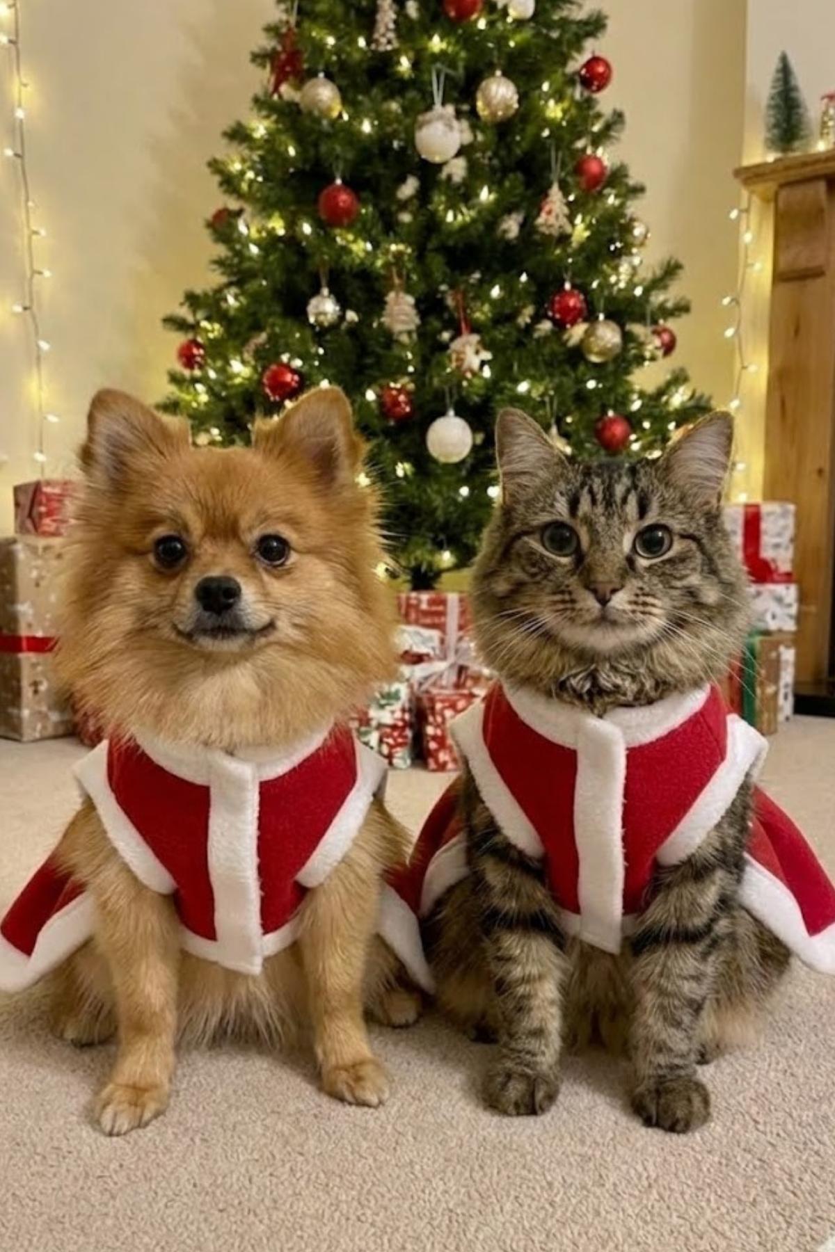 Kedi Köpek Yılbaşı Kıyafeti Kırmızı Yılbaşı Elbisesi