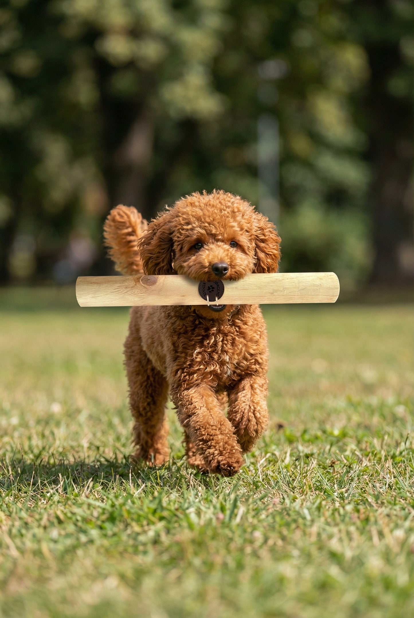%100 Doğal Zeytin Ağacı Küçük Orta Büyük Irk Köpek Diş Kaşıma ve Kemirme Oyuncağı